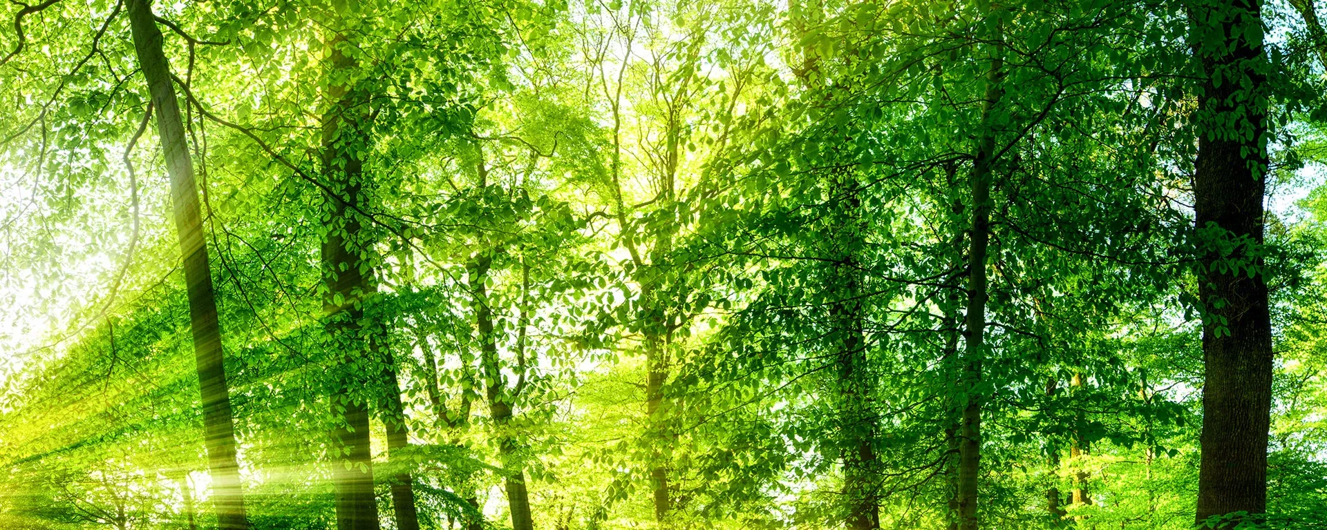 csm-header-wald-1920x768-e6b6829db8
